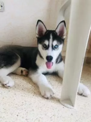 جراء هاسكي بعمر 3 اشهر