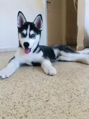 جراء هاسكي بعمر 3 اشهر