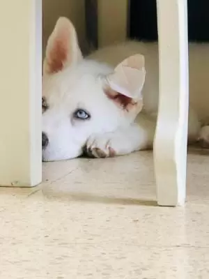 جراء هاسكي بعمر 3 اشهر