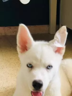 جراء هاسكي بعمر 3 اشهر